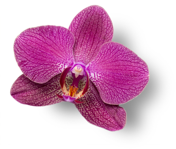 Purple Orchid Cutout